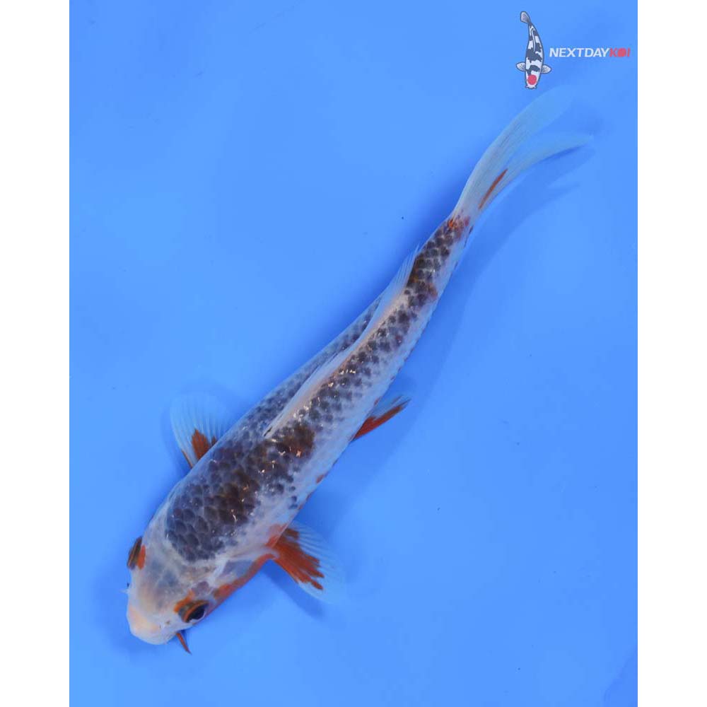 6.5” Imported Asagi