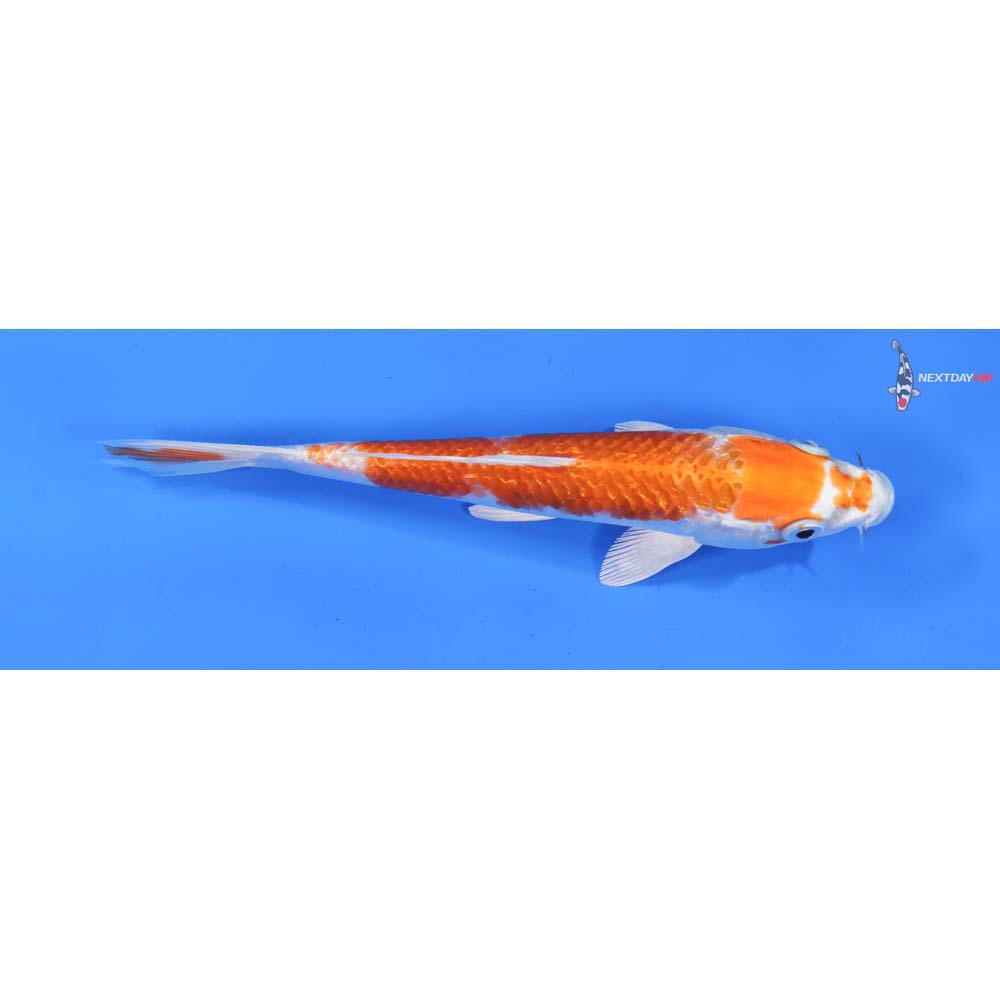 7” Imported Kikusui