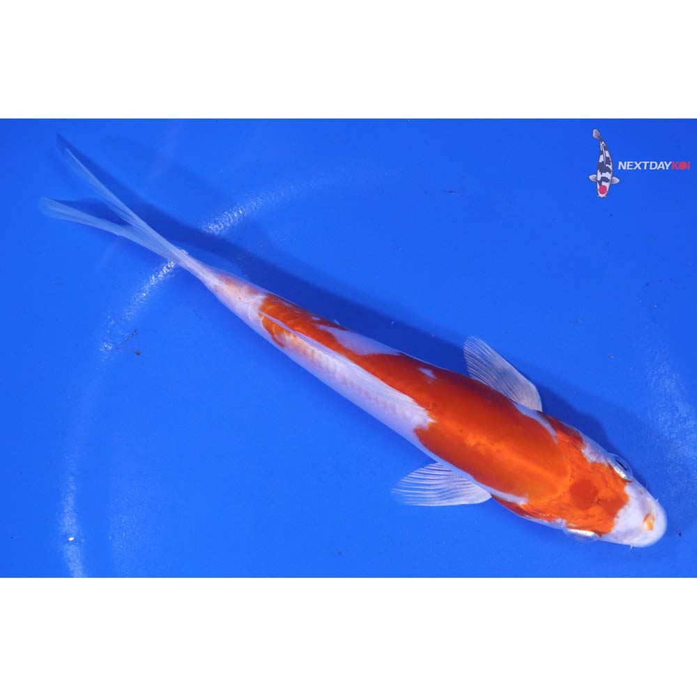 6.5” Imported Kikusui