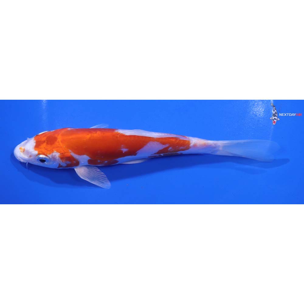 6.5” Imported Kikusui