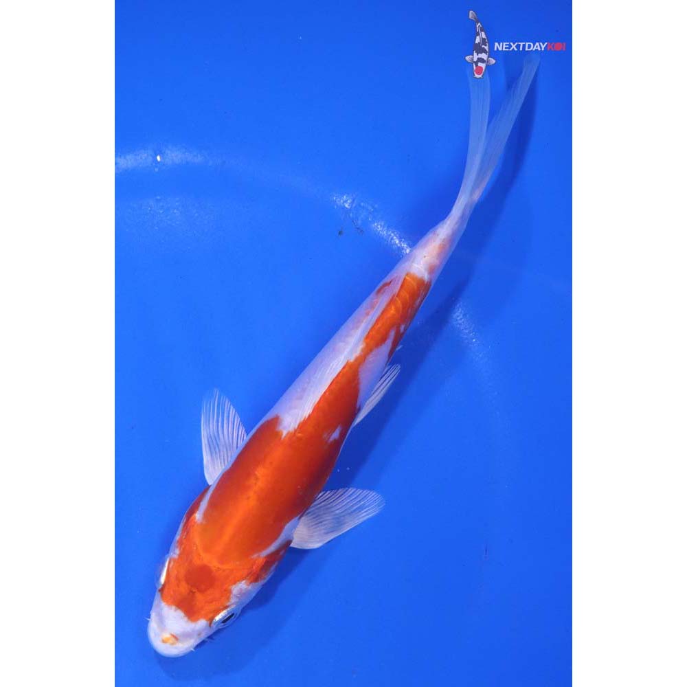6.5” Imported Kikusui