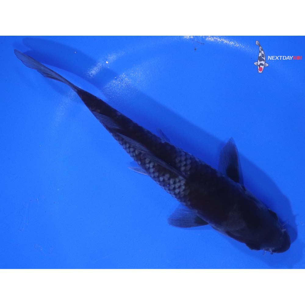 6.5” Imported Ochiba Shigure