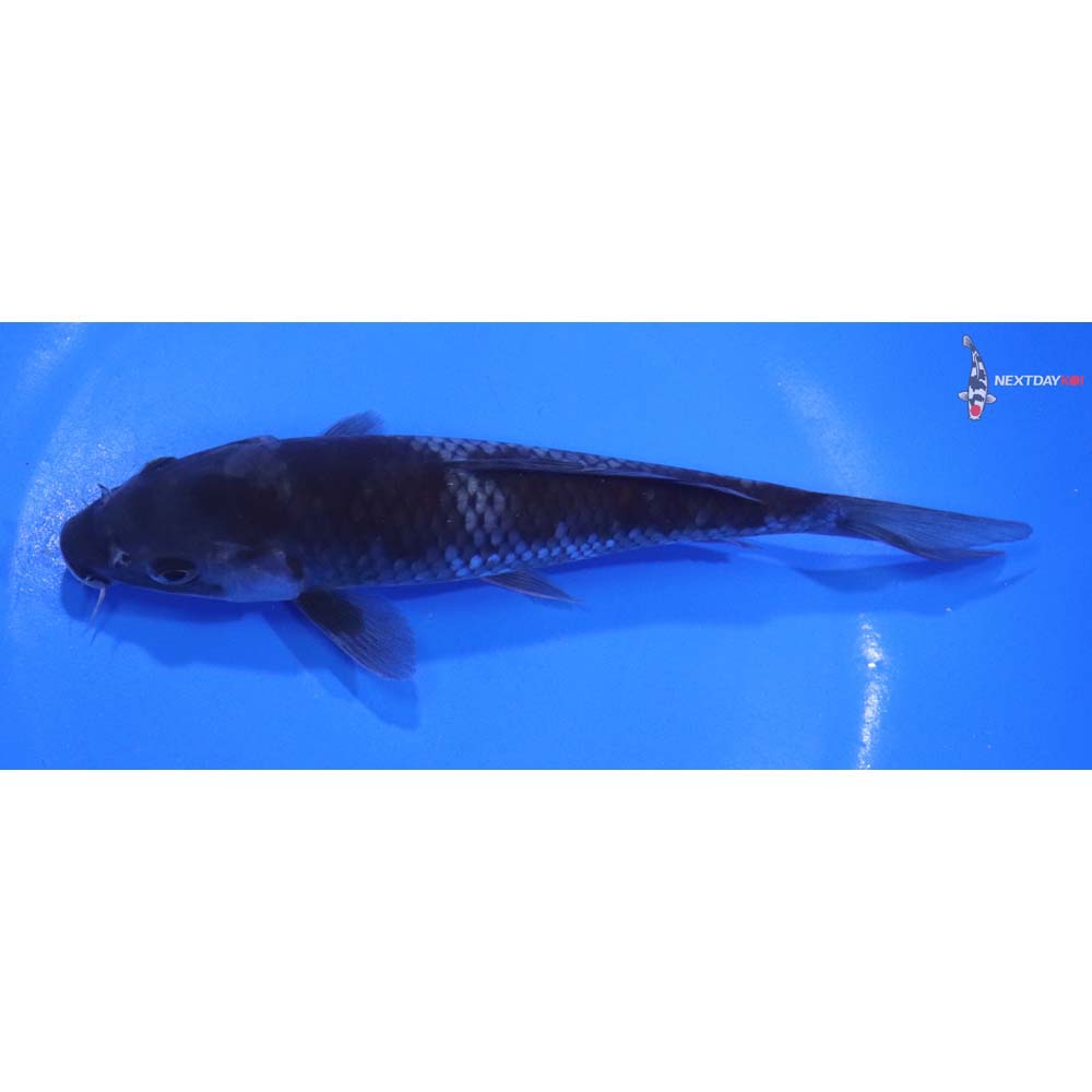 6.5” Imported Ochiba Shigure