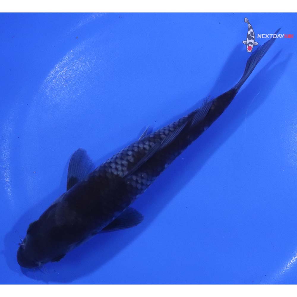 6.5” Imported Ochiba Shigure