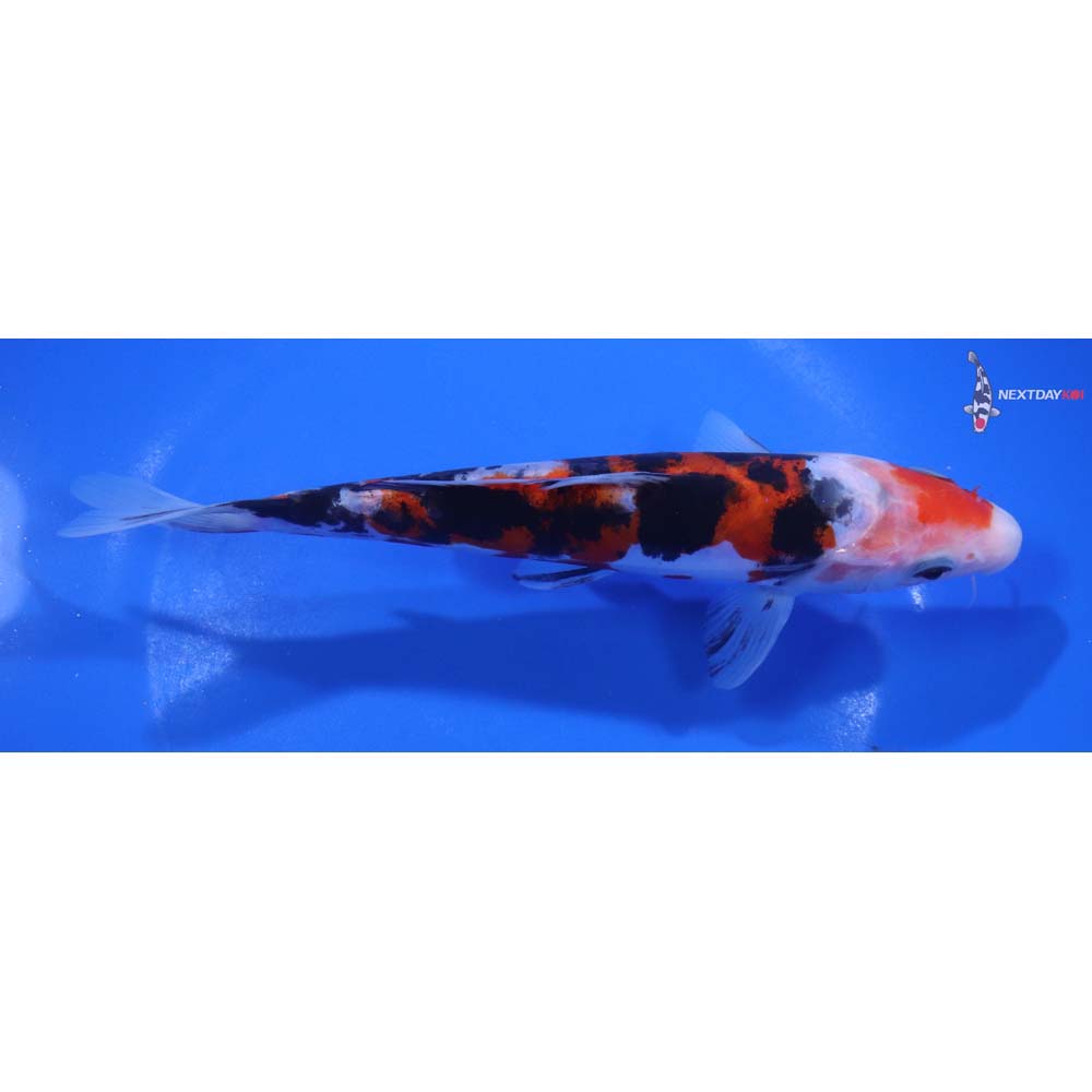 7” Imported Doitsu Sanke