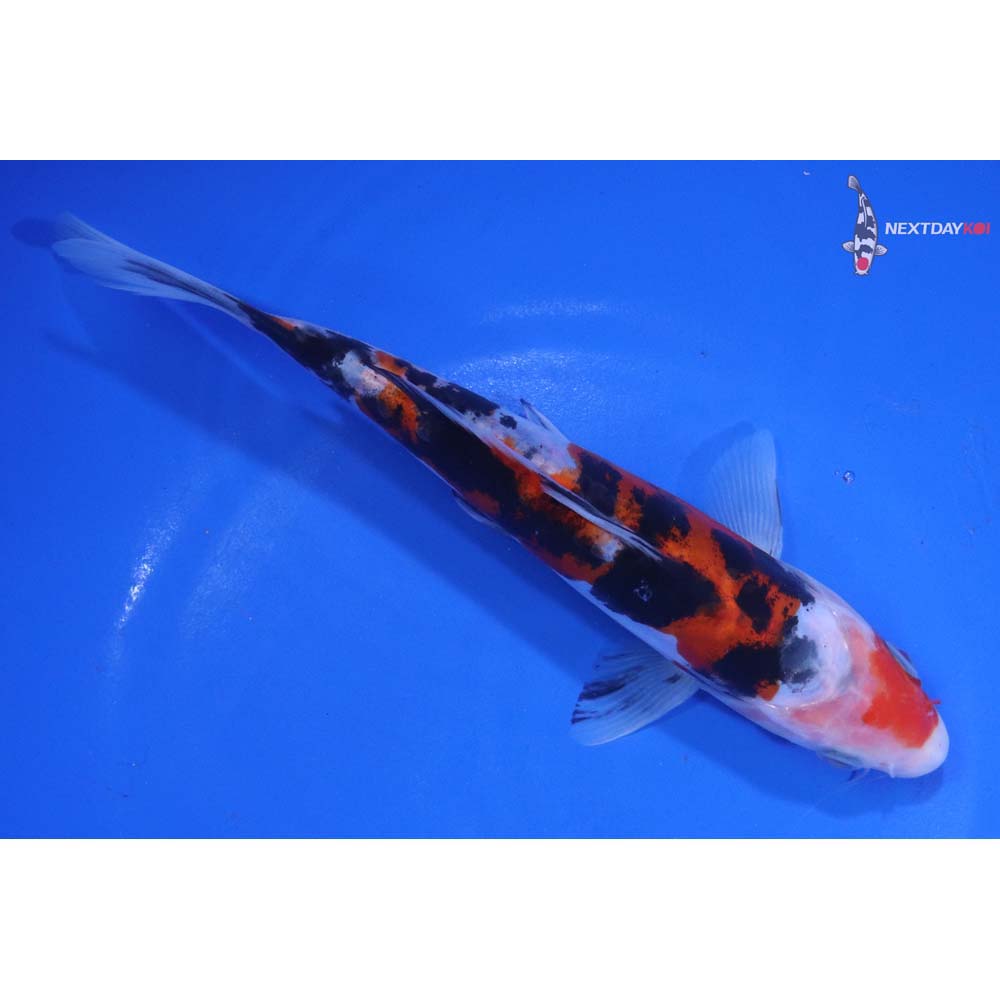 7” Imported Doitsu Sanke