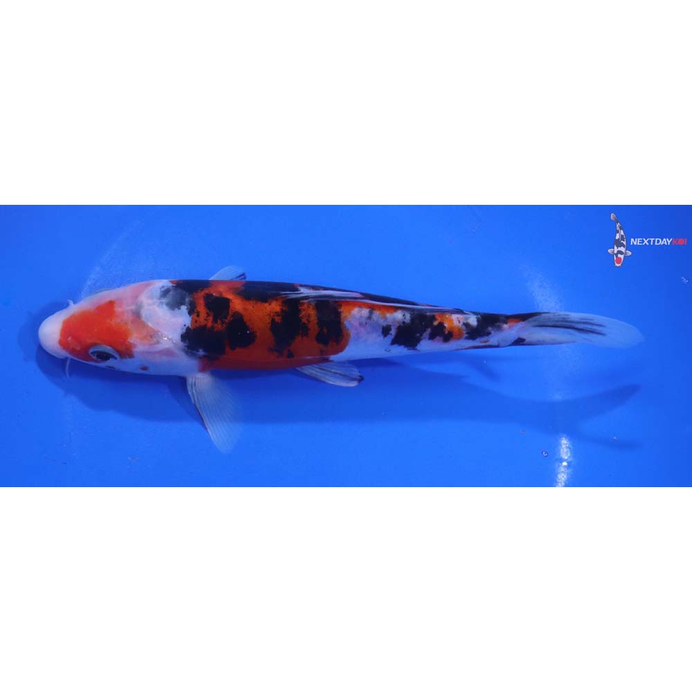 7” Imported Doitsu Sanke