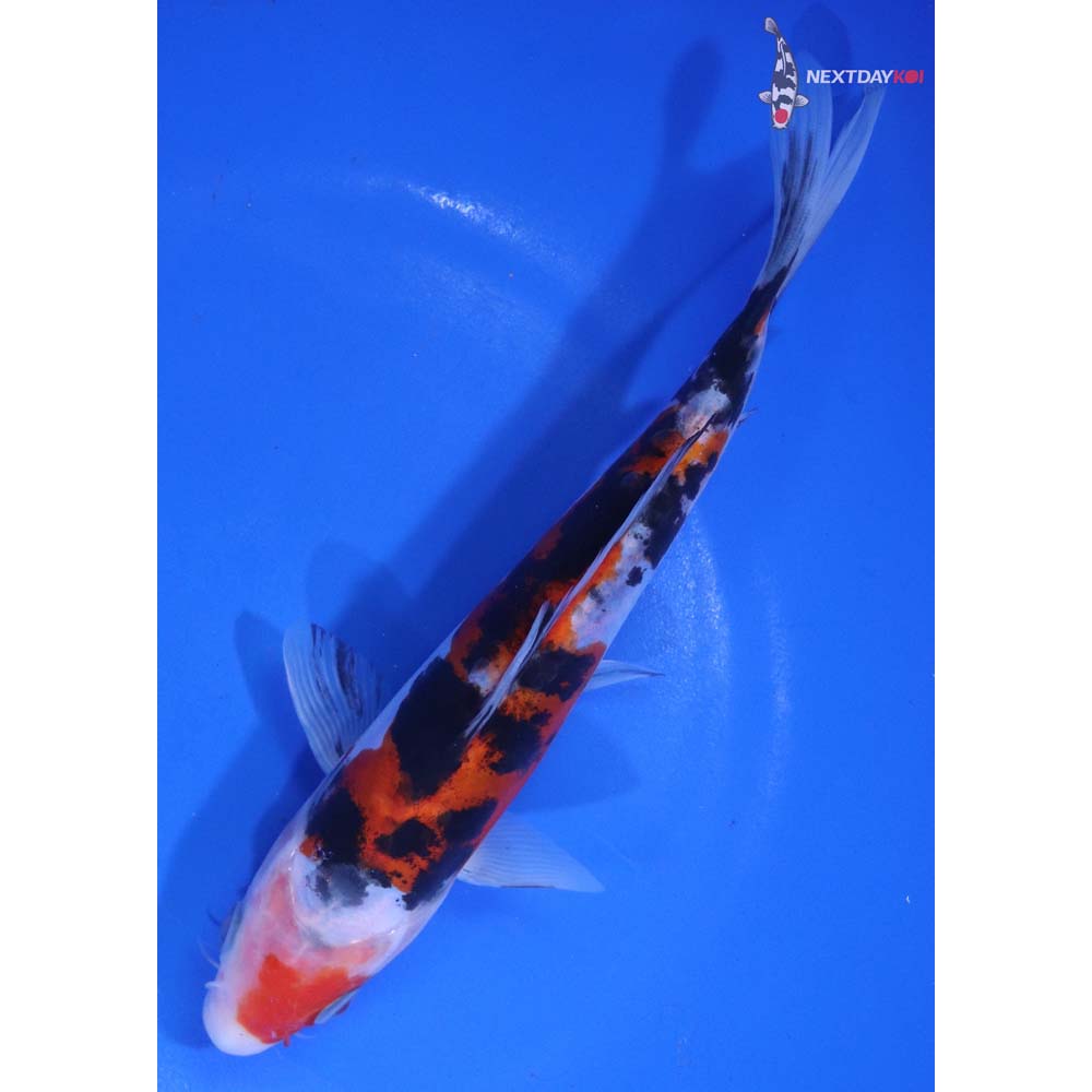 7” Imported Doitsu Sanke