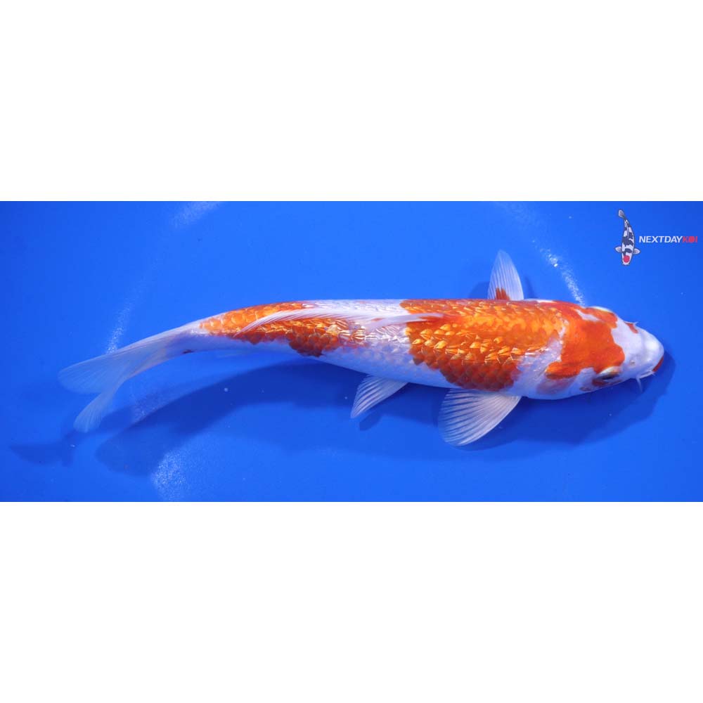 7.5” Imported Gin Rin Hariwake