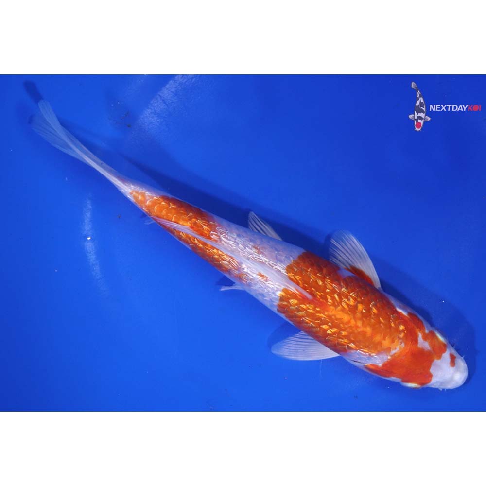 7.5” Imported Gin Rin Hariwake