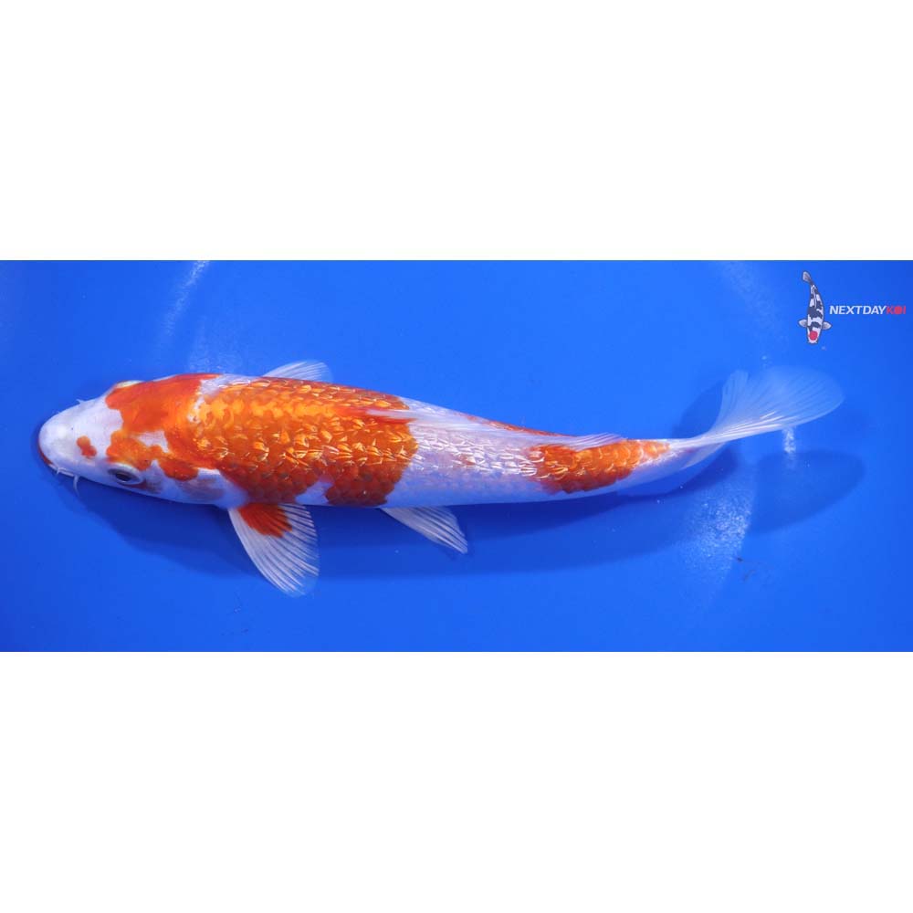 7.5” Imported Gin Rin Hariwake
