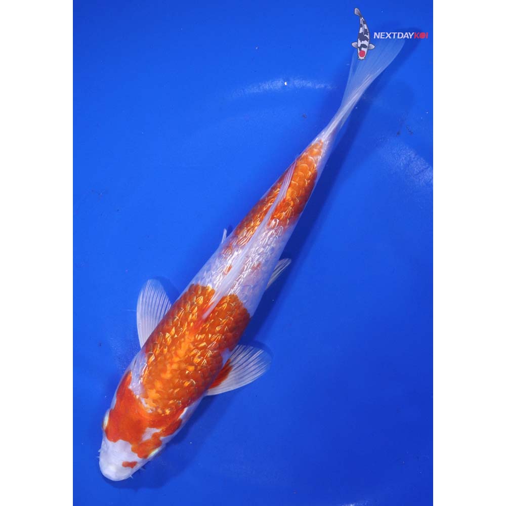 7.5” Imported Gin Rin Hariwake