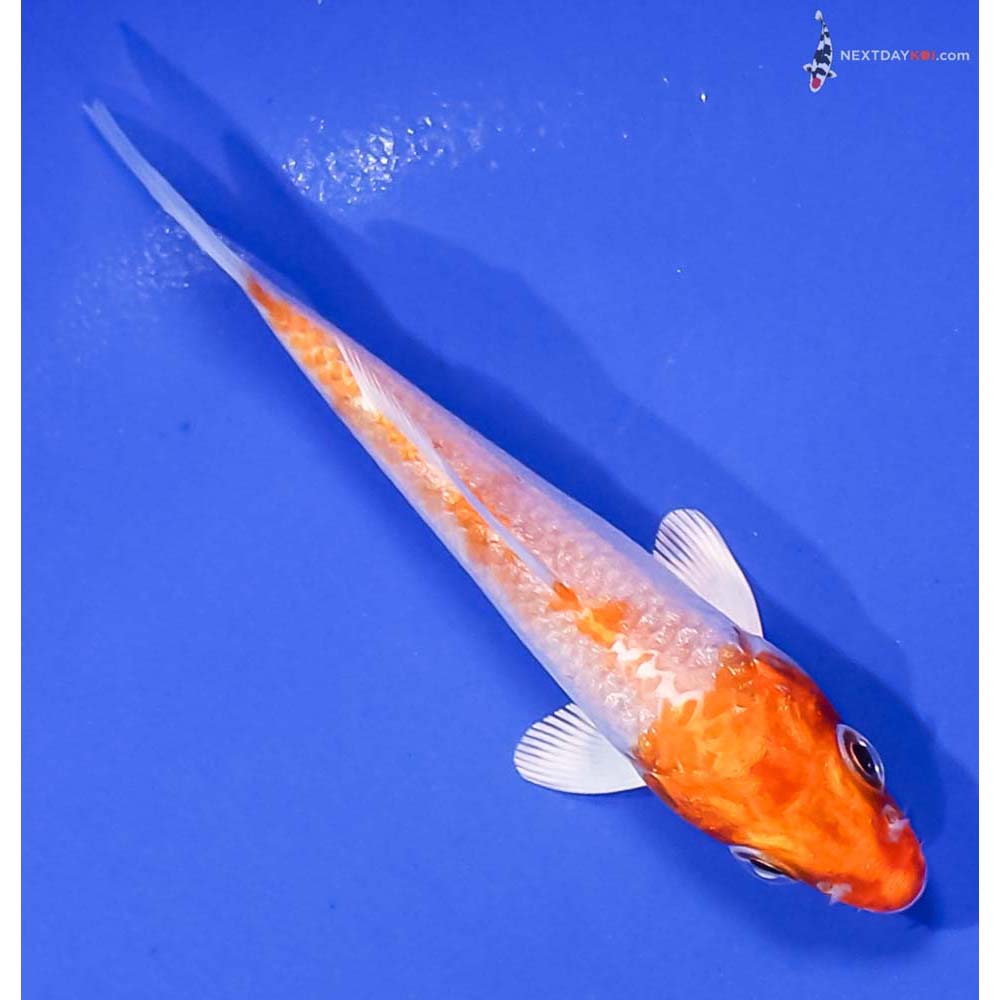 3.5” Imported Hariwake