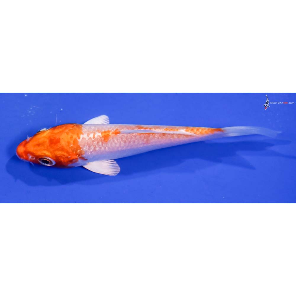 3.5” Imported Hariwake