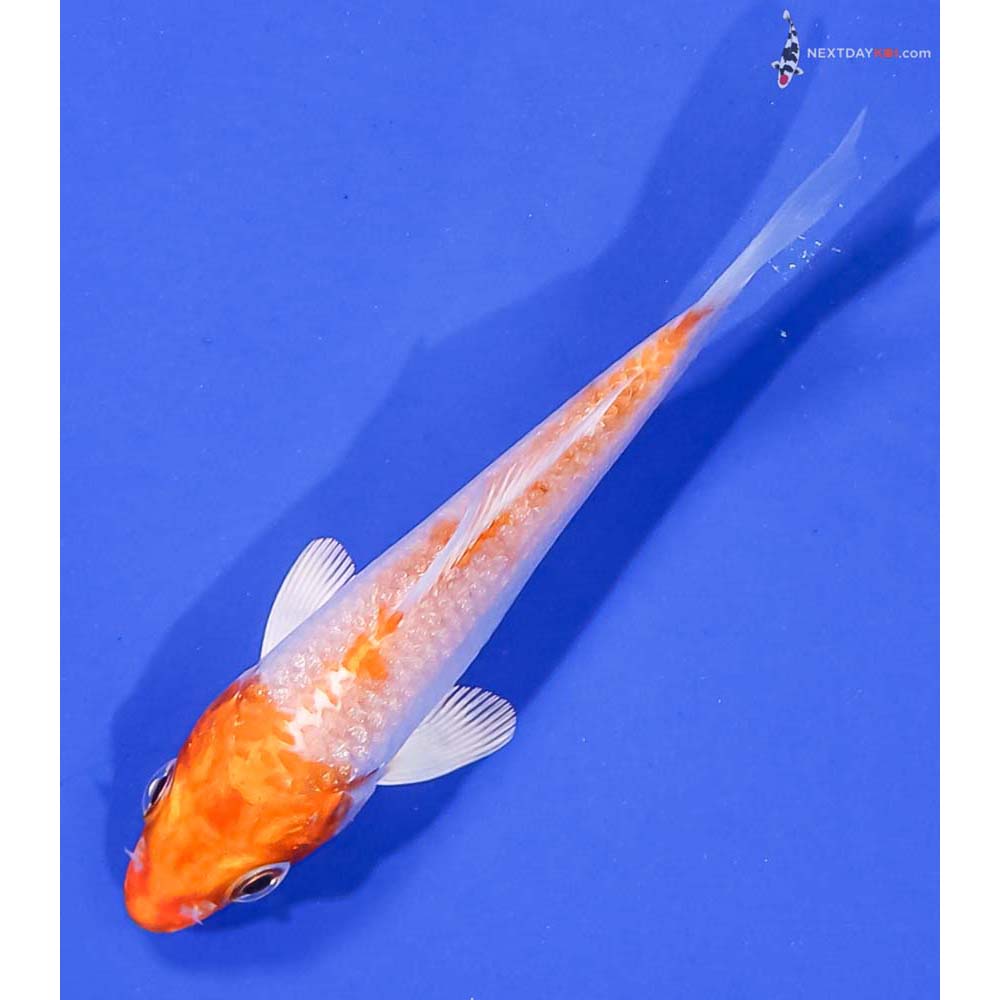 3.5” Imported Hariwake