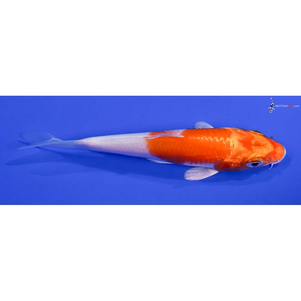 4” Imported Hariwake