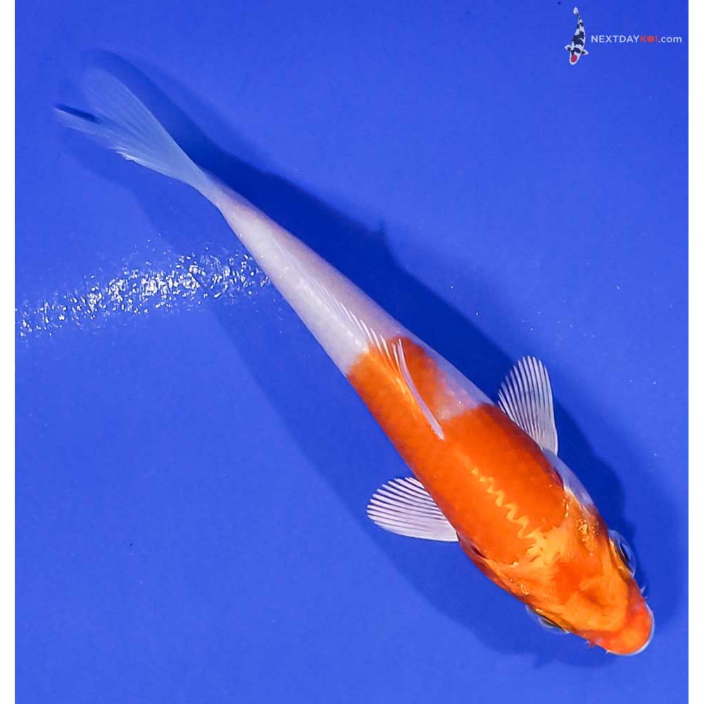 4” Imported Hariwake