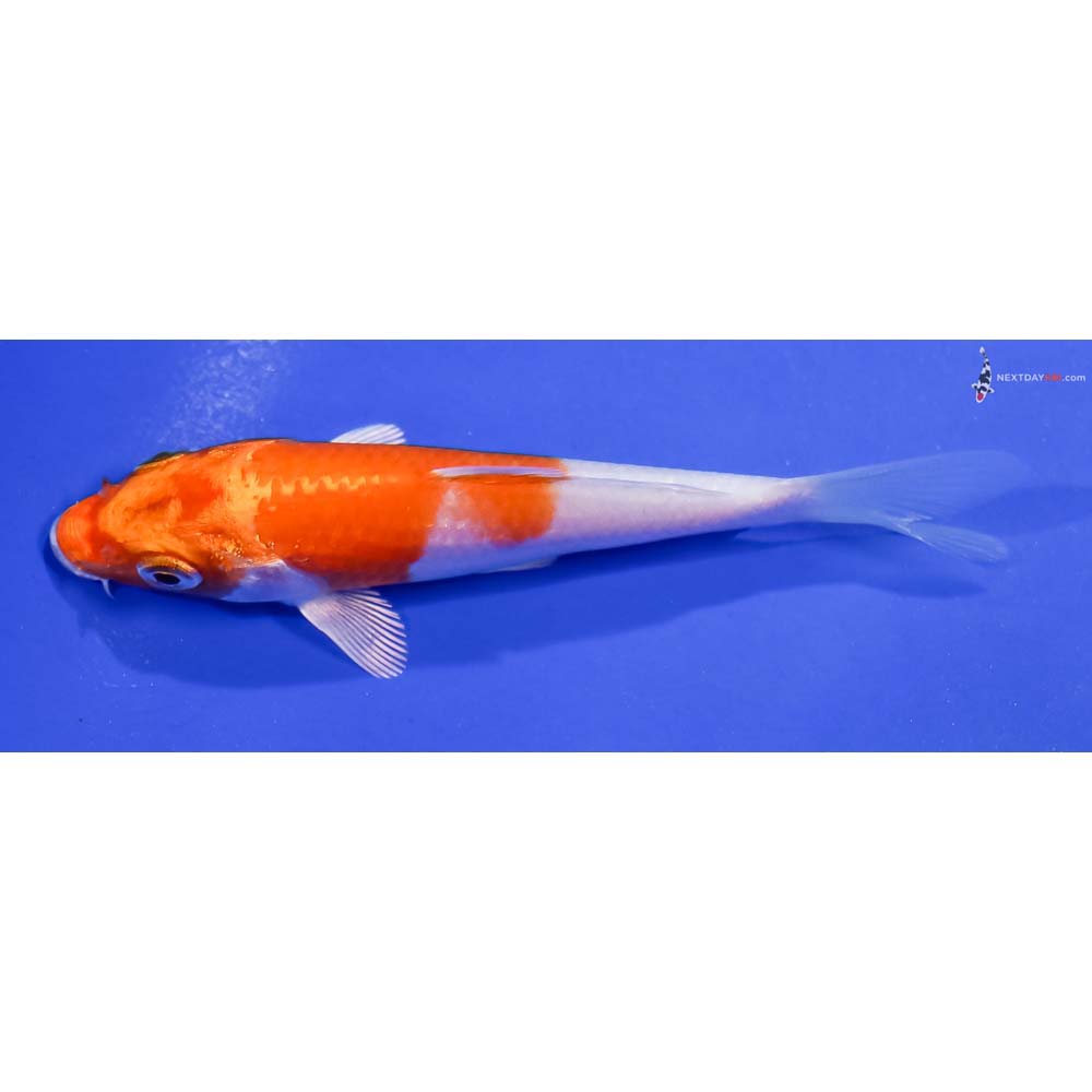 4” Imported Hariwake