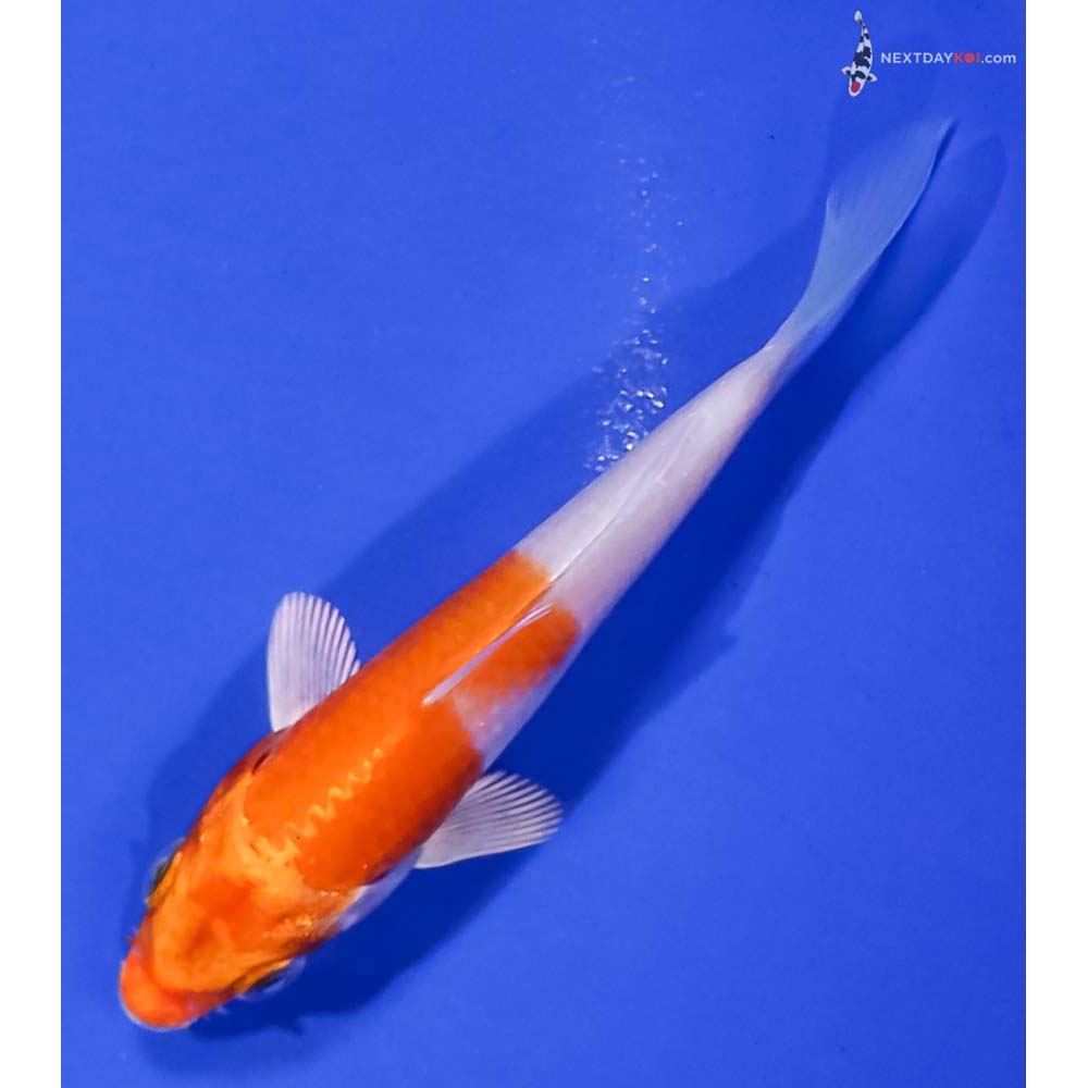 4” Imported Hariwake