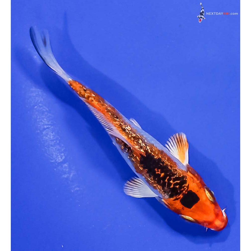 4” Imported Gin Rin Kujaku