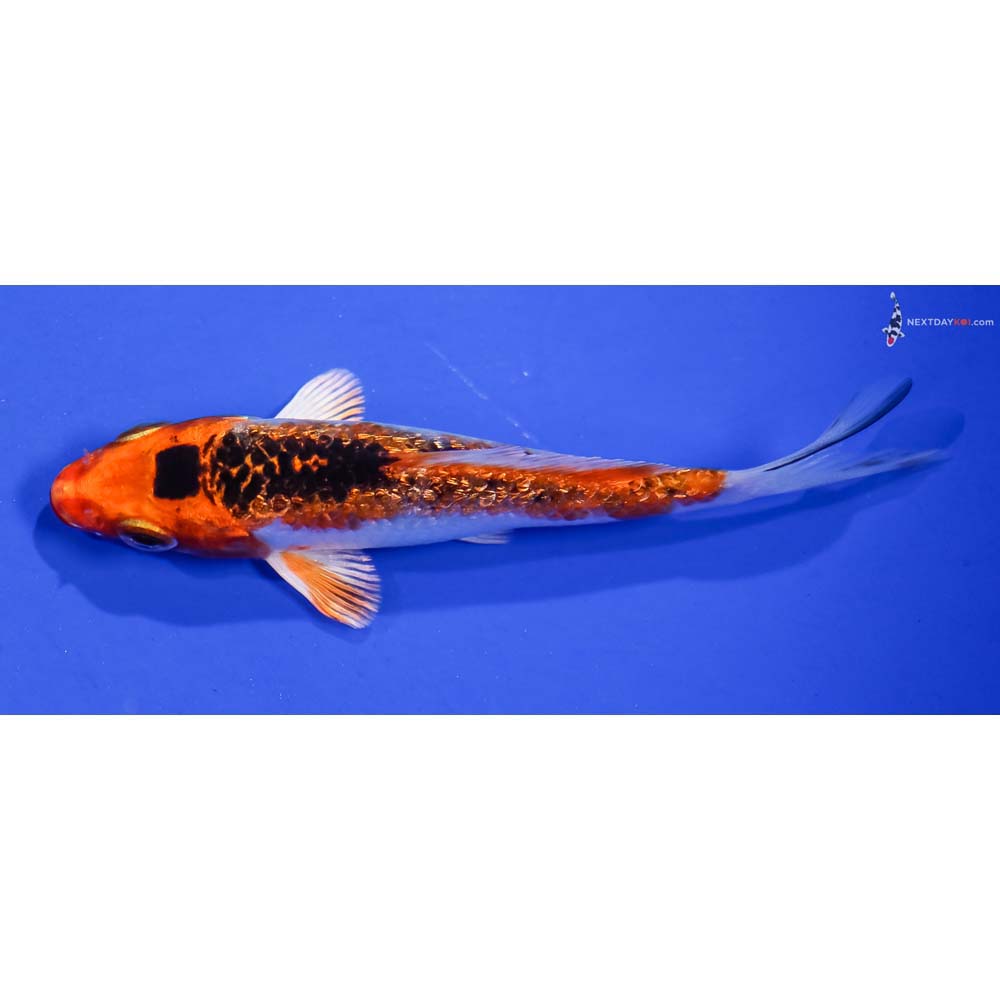 4” Imported Gin Rin Kujaku