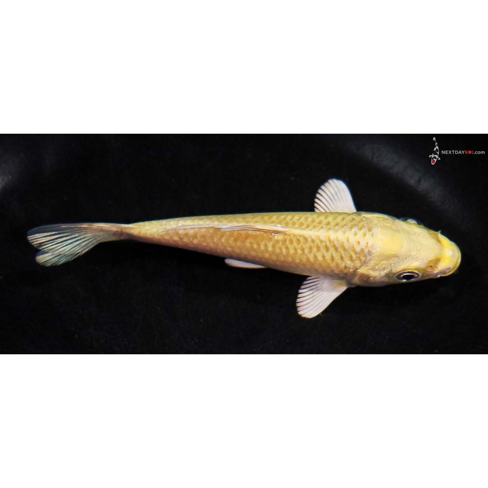 4” Imported Yamabuki Ogon