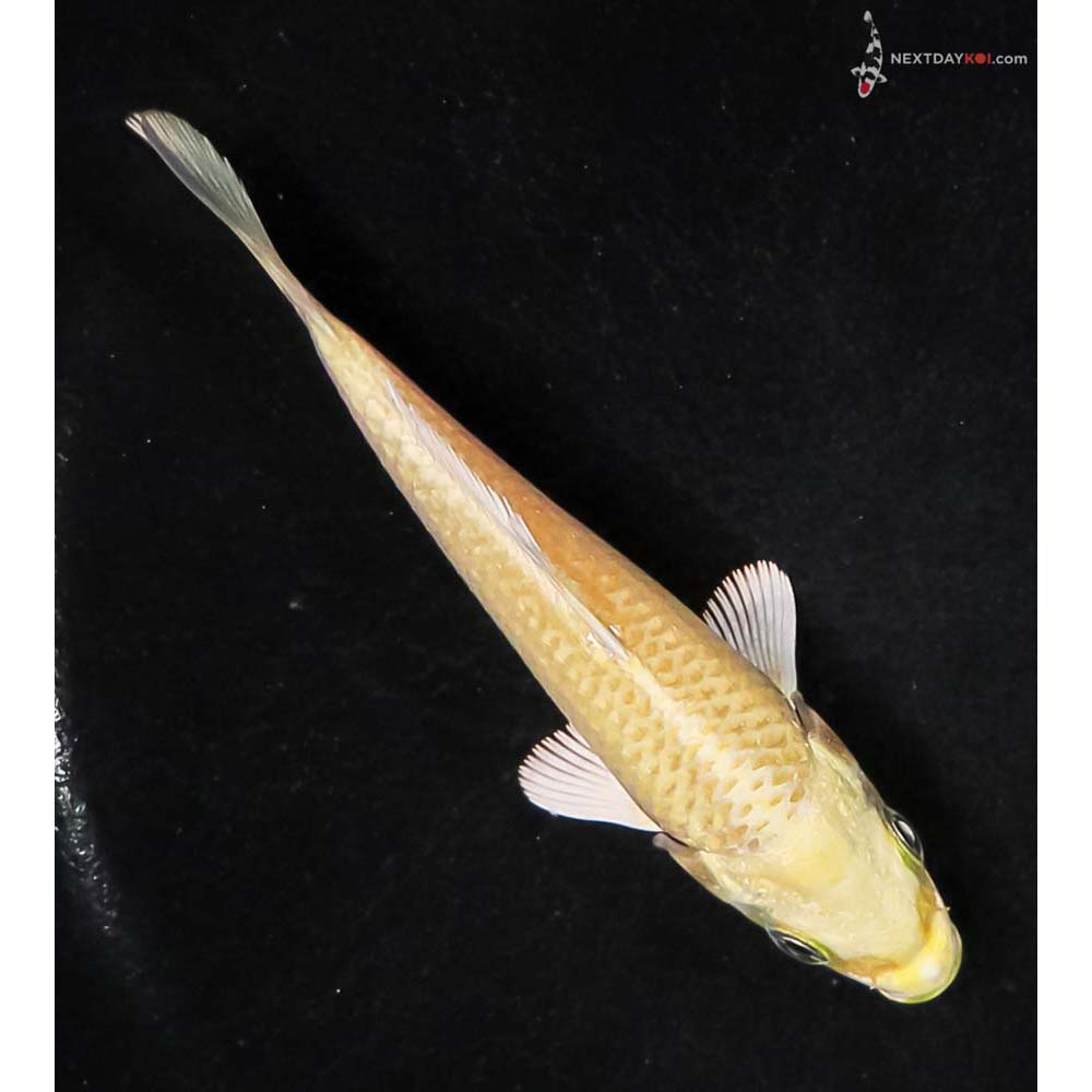 4” Imported Yamabuki Ogon