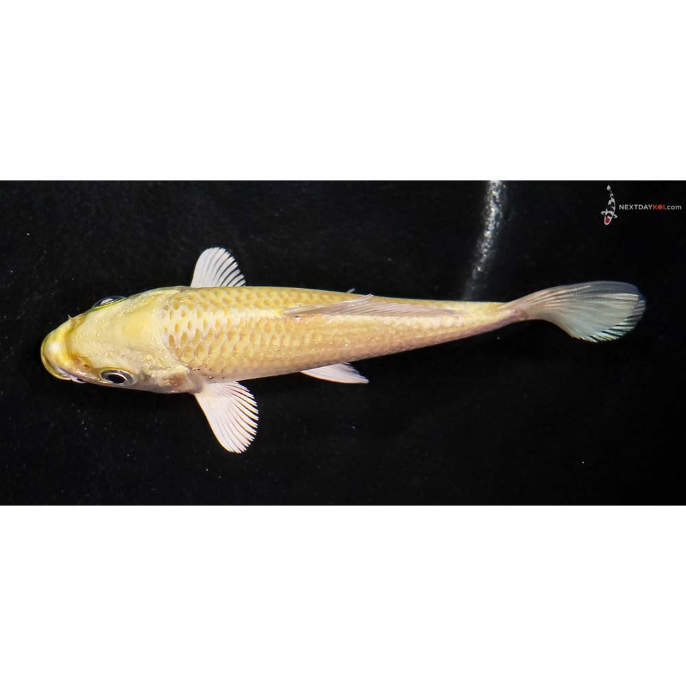 4” Imported Yamabuki Ogon