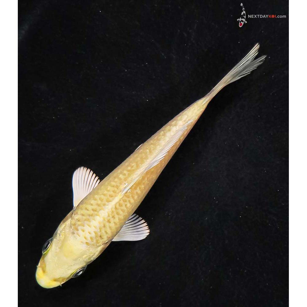 4” Imported Yamabuki Ogon