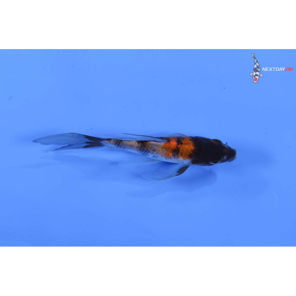 4” Imported Showa Butterfly Koi