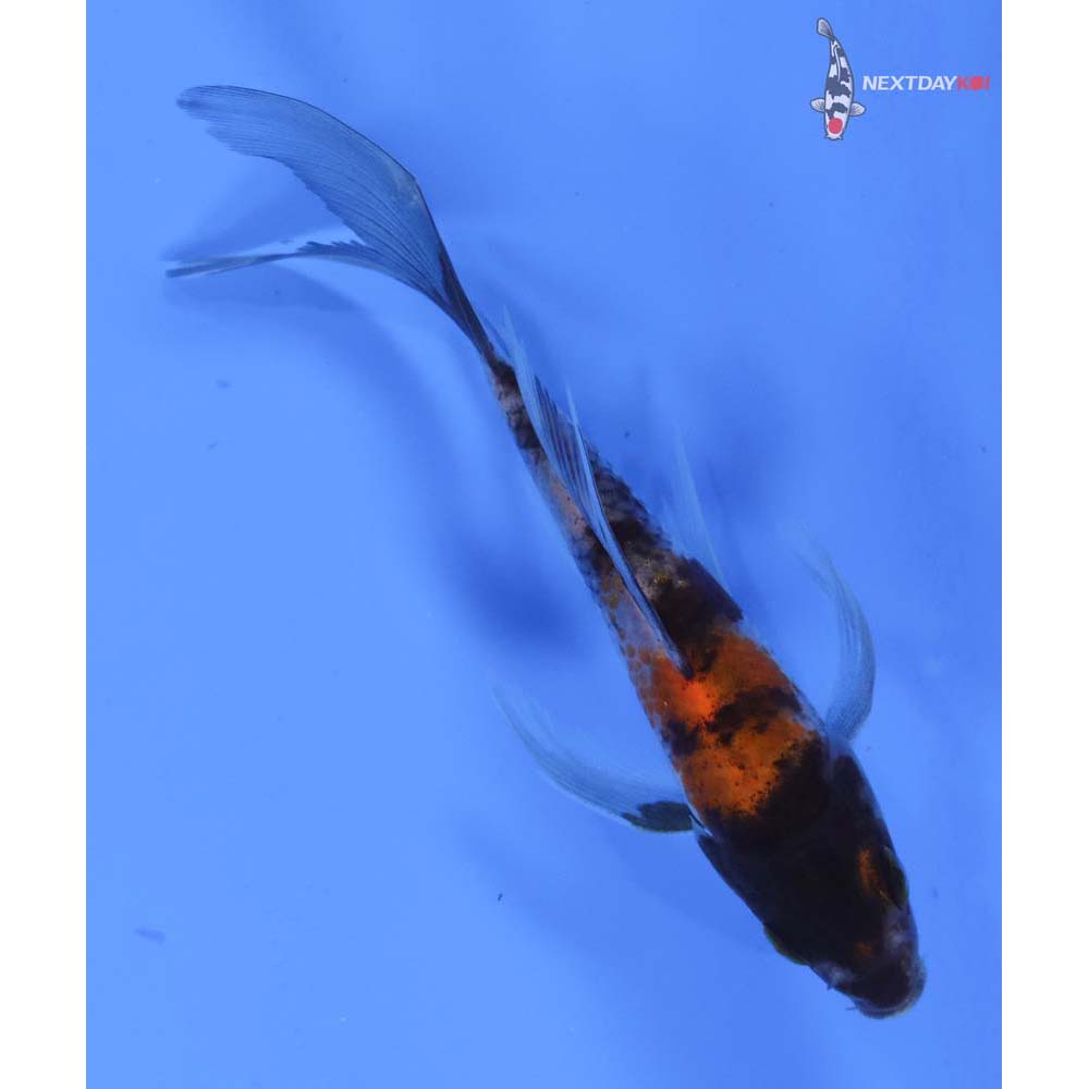 4” Imported Showa Butterfly Koi