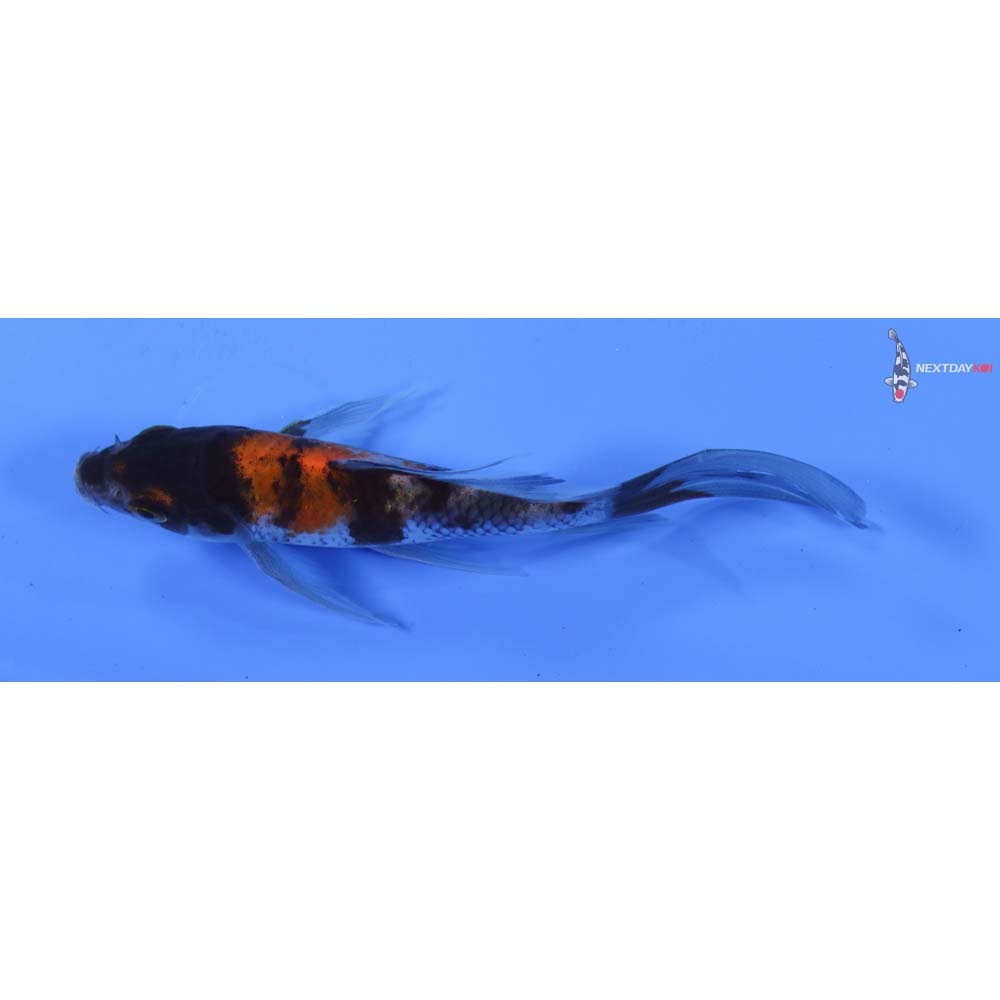 4” Imported Showa Butterfly Koi