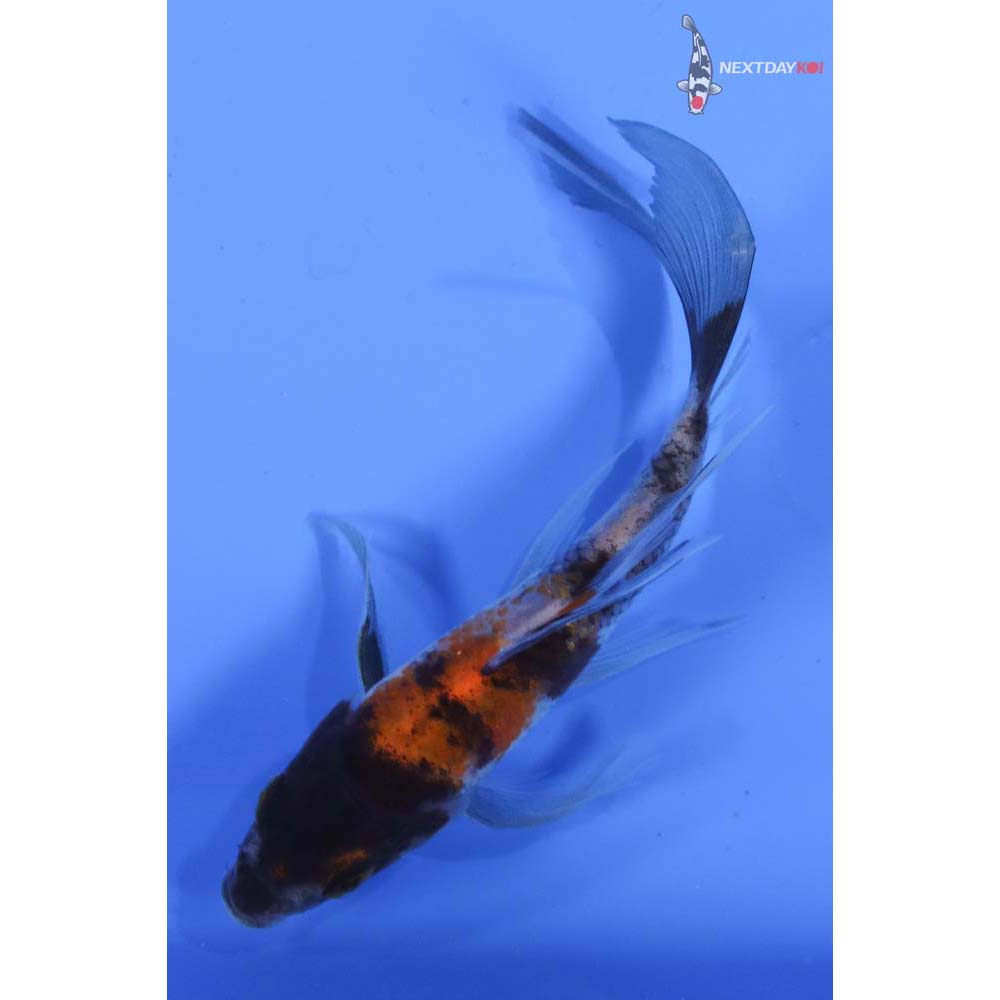 4” Imported Showa Butterfly Koi