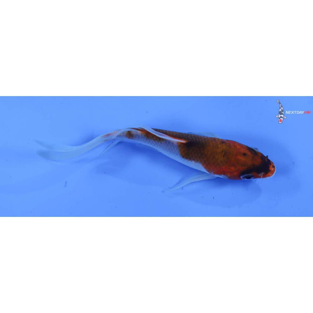 4.5” Imported Goromo Butterfly Koi
