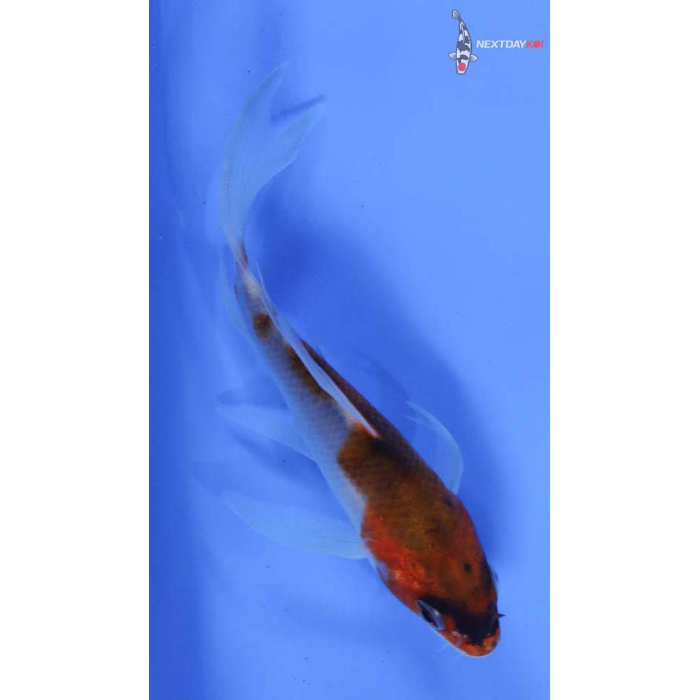 4.5” Imported Goromo Butterfly Koi