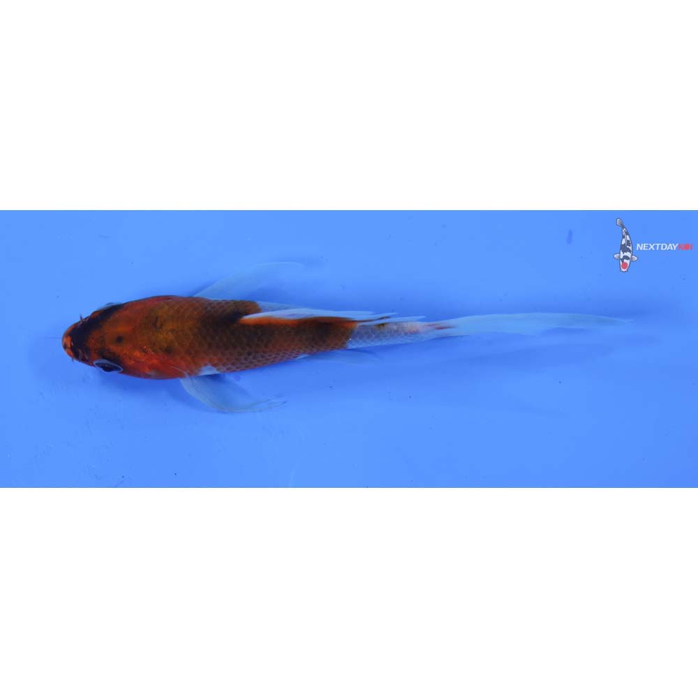 4.5” Imported Goromo Butterfly Koi