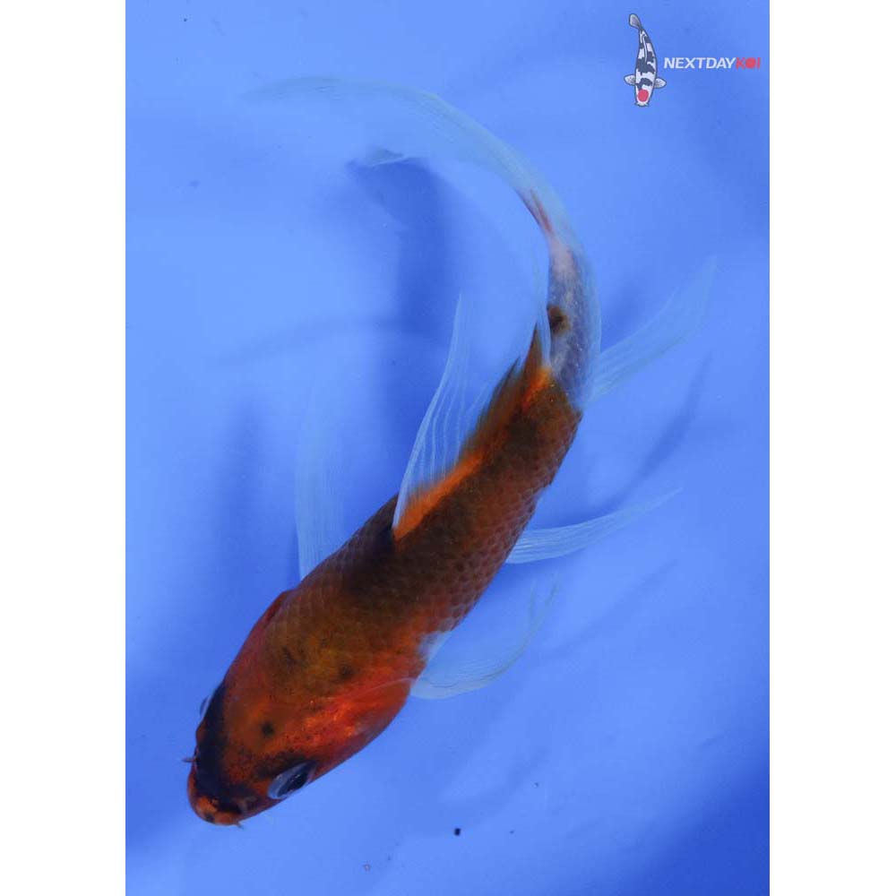 4.5” Imported Goromo Butterfly Koi