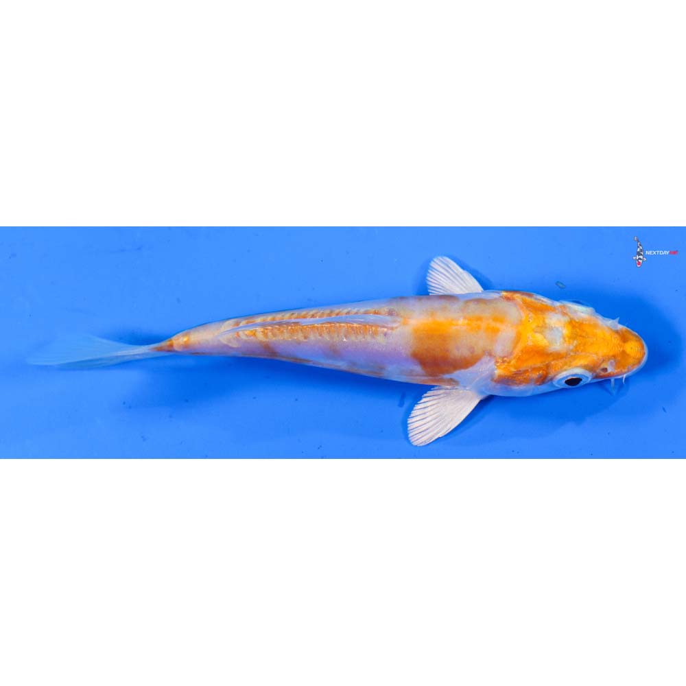 4” Imported Kikusui