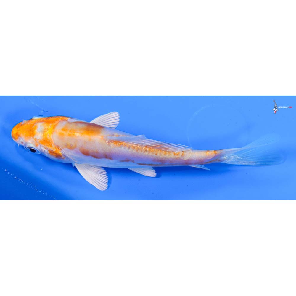 4” Imported Kikusui