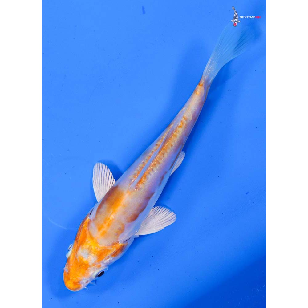 4” Imported Kikusui