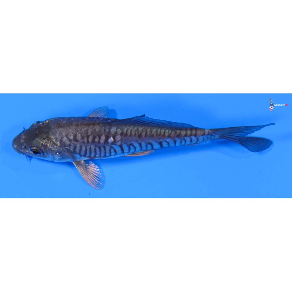 4.5” Imported Armor Scaled Soragoi