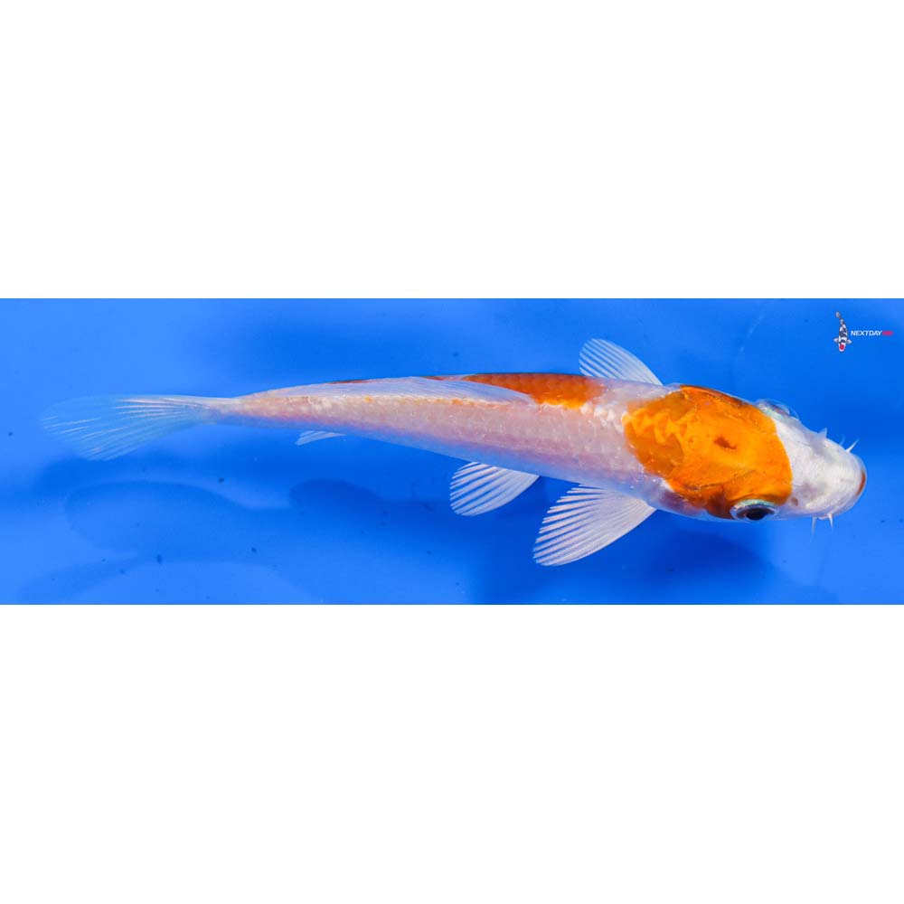 4.5” Imported Hariwake