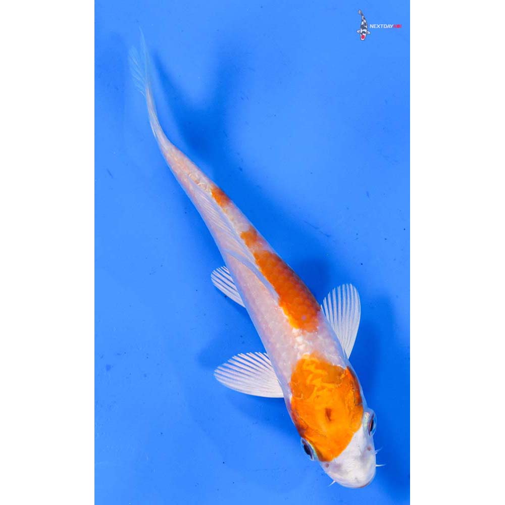4.5” Imported Hariwake