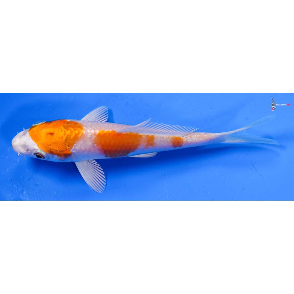 4.5” Imported Hariwake