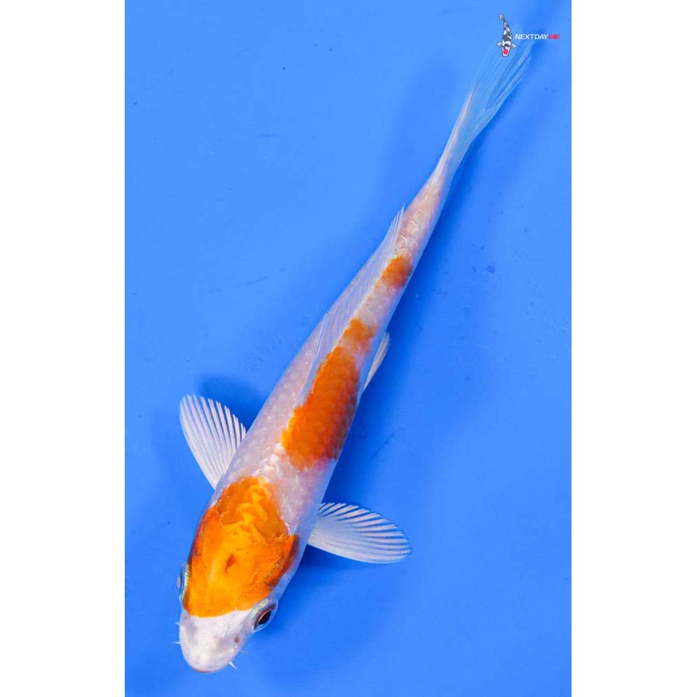 4.5” Imported Hariwake