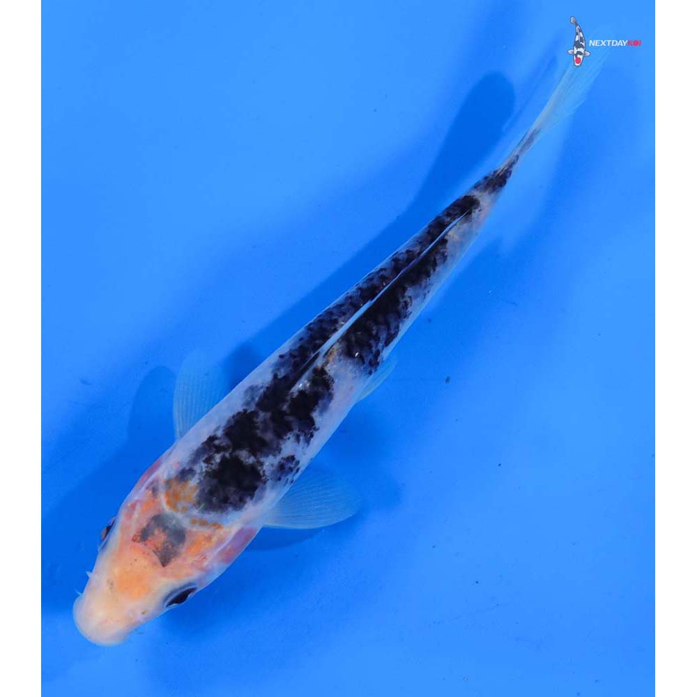 6” Imported Sanke