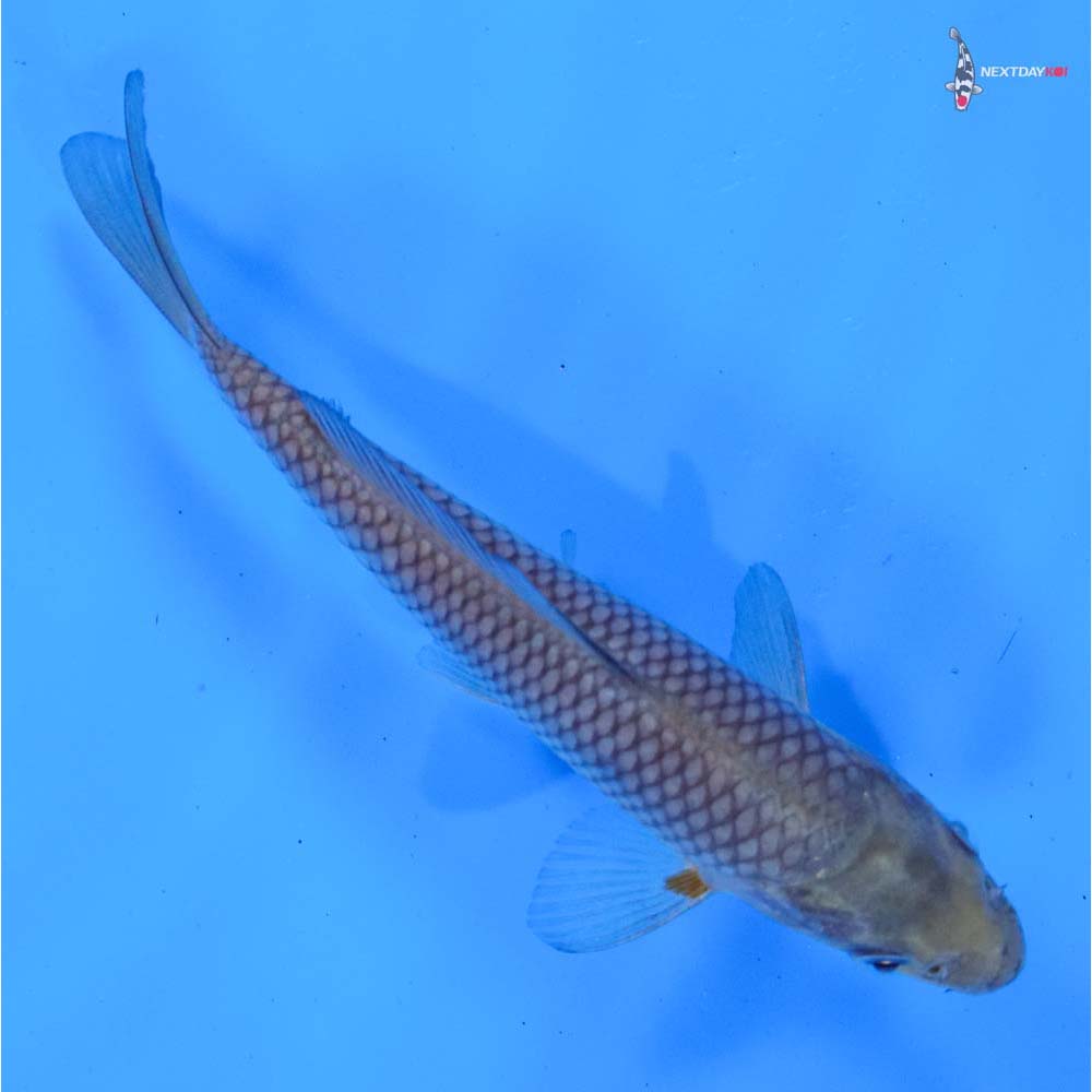 5.5” Imported Soragoi