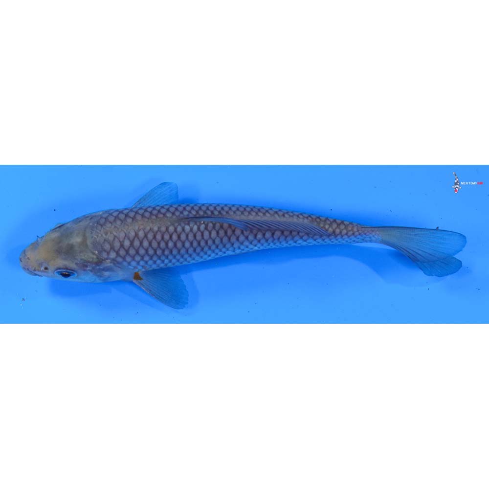 5.5” Imported Soragoi