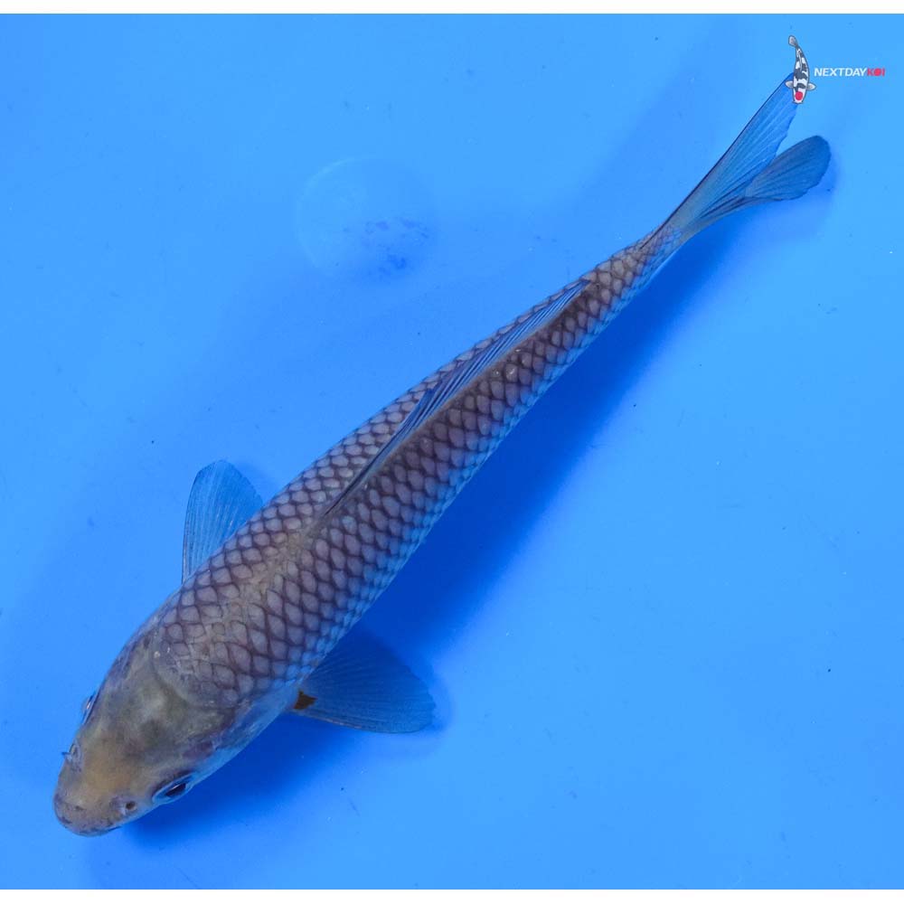 5.5” Imported Soragoi
