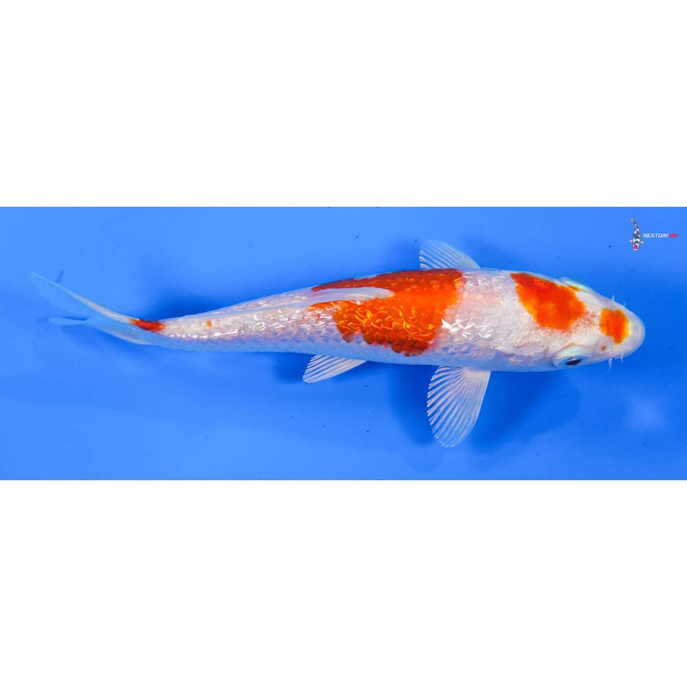 5” Imported Gin Rin Hariwake